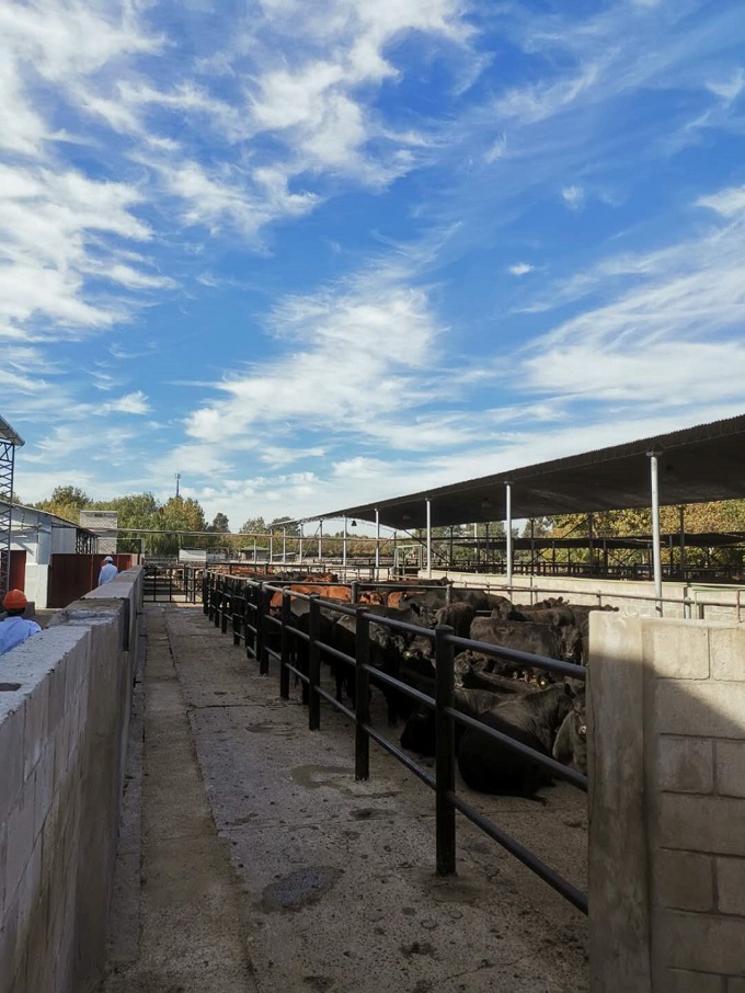 陳述總裁一行考察調(diào)研南美市場(chǎng)